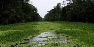 Amazonriverart