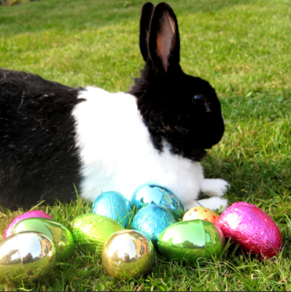 Easter Bunny